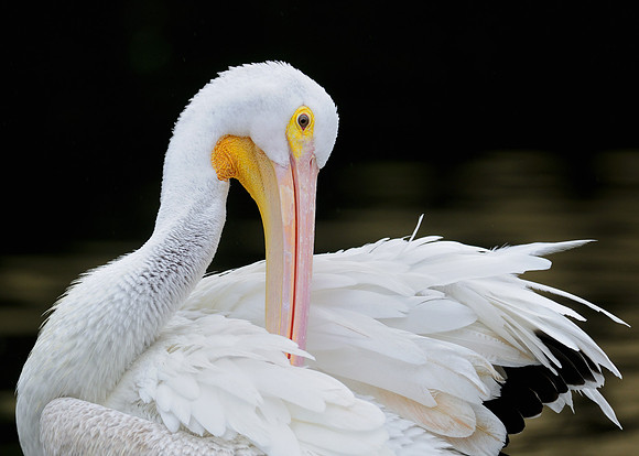American White Pelican