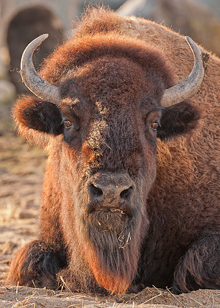 American bison