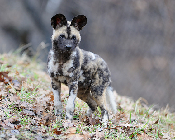 African wild dog pup