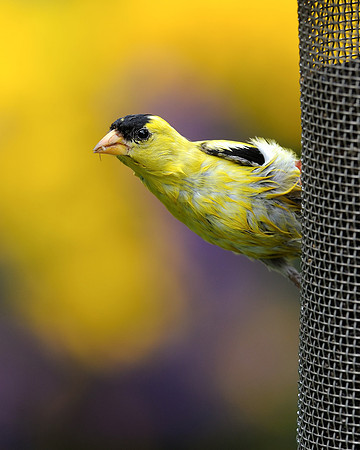 Yellow finch
