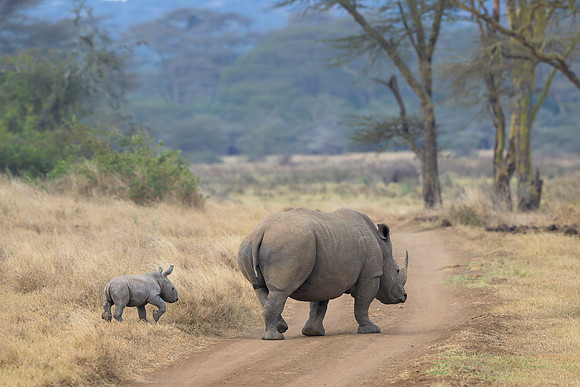 White Rhinoceroses