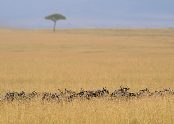 Wildebeest