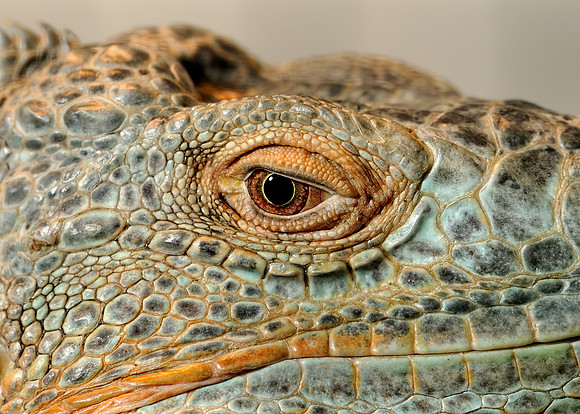 Iguana eye