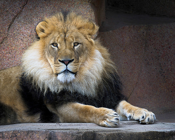 African lion