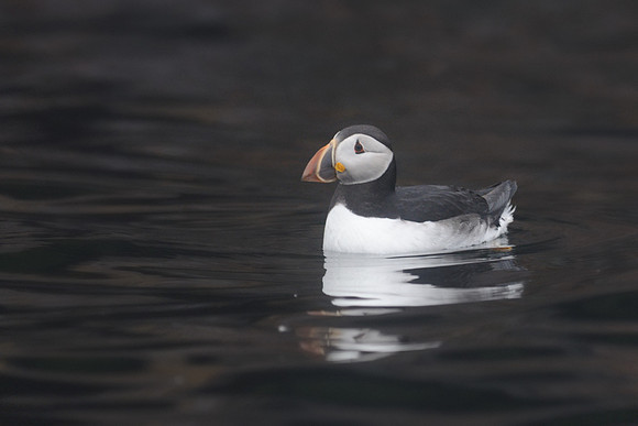 Atlantic puffin