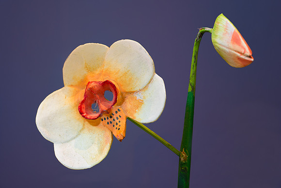 Orchid