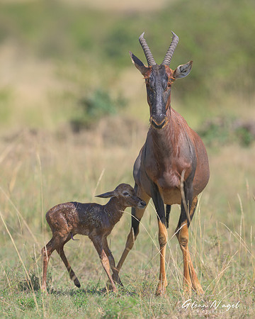 Topi with Calf