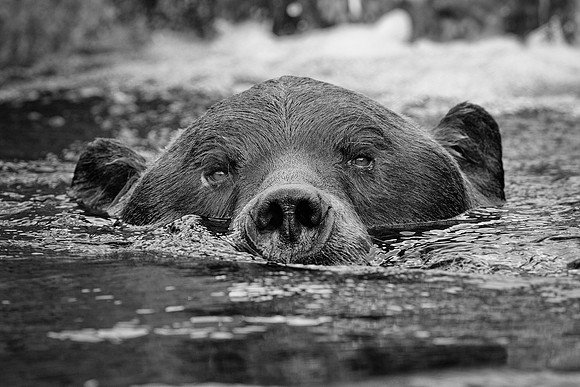 Swimming grizzly