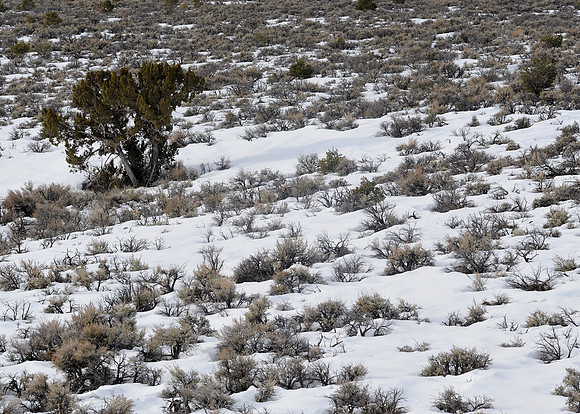 Desert snow