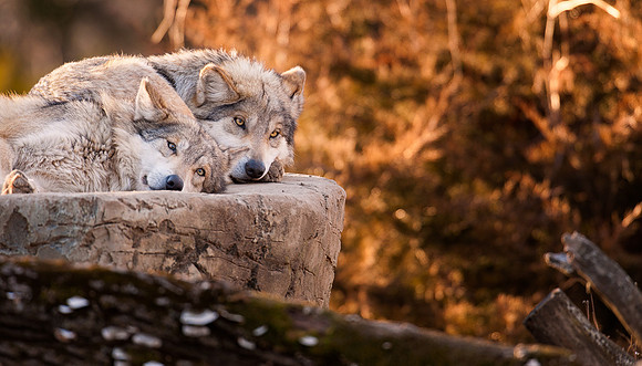 Mexican gray wolves