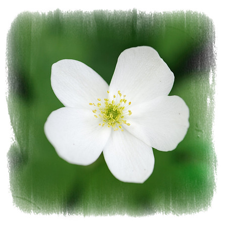 White flower