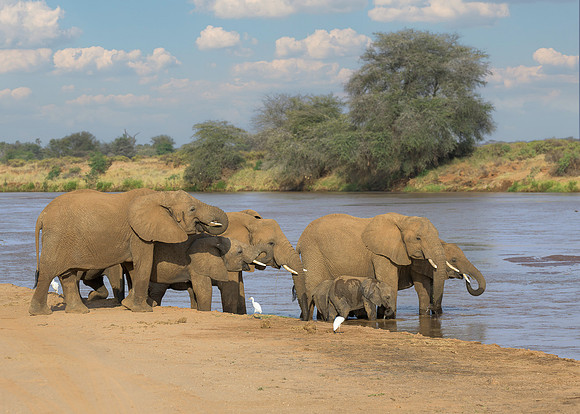 Elelphant at River