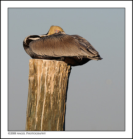 Pelican