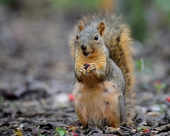 Squirrel
