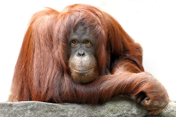 Orangutan