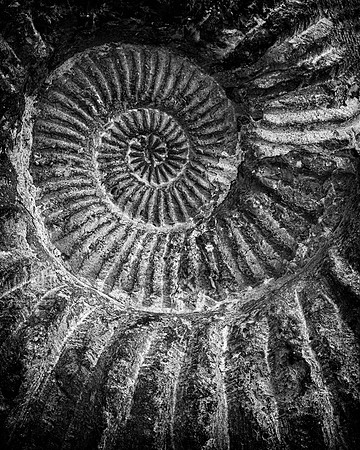 Spiral Shell