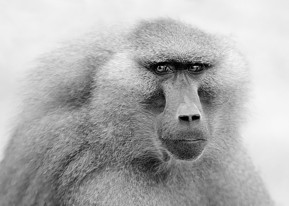 Baboon