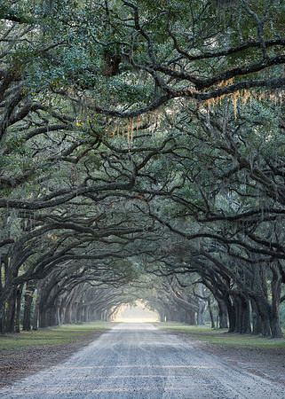 Road lined with oak trees