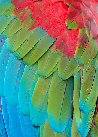 Macaw feathers