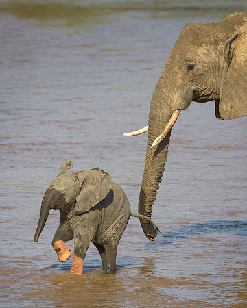 African Elephants