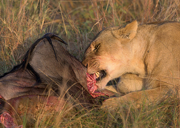 Lion with Kill