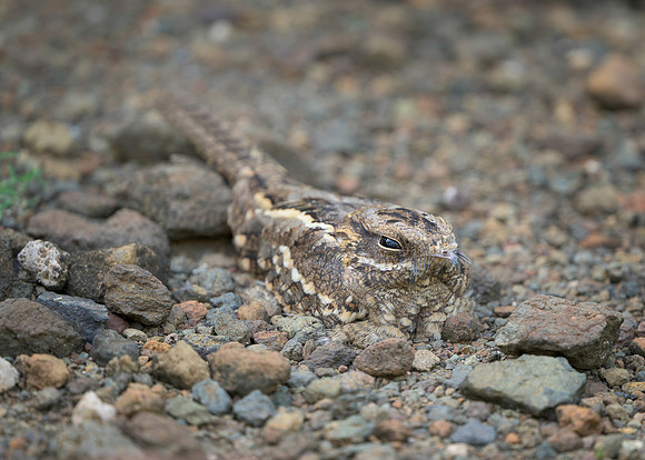 Nightjar