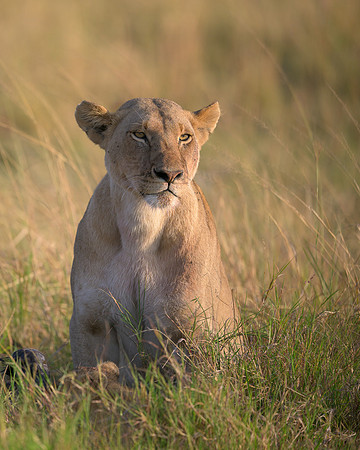 Lioness