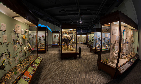 Hall of Birds