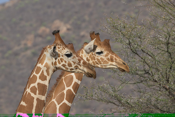 Giraffes