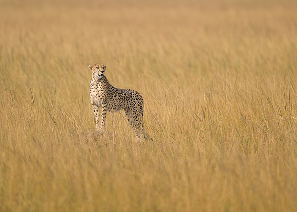 Cheetah