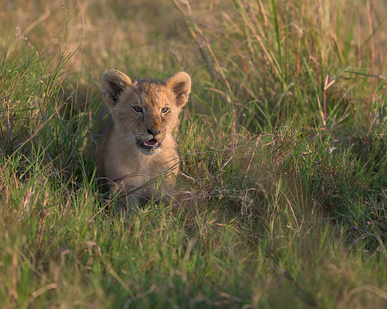 Lion Cub