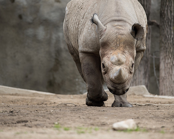 Black rhinoceros