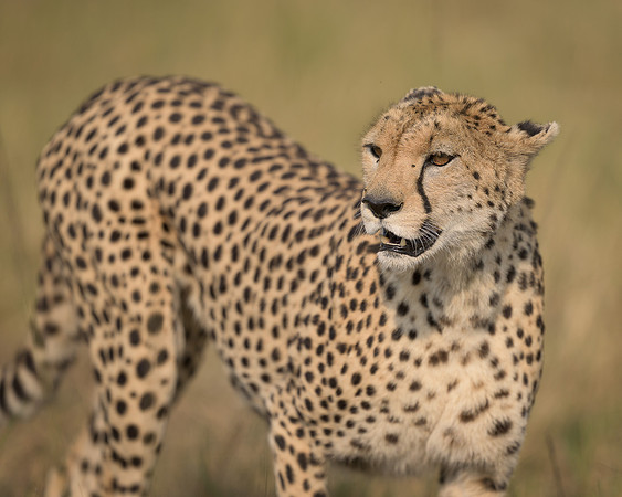 Cheetah