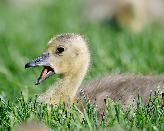 Gosling