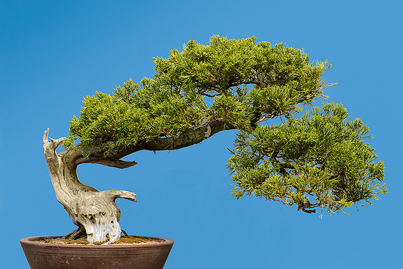 San Jose Juniper bonsai