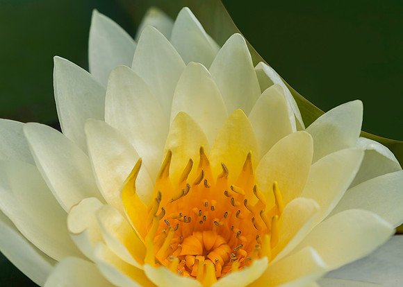 Water lilies