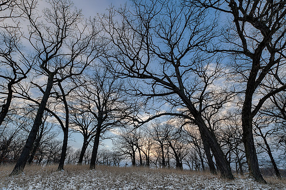 Oak Trees