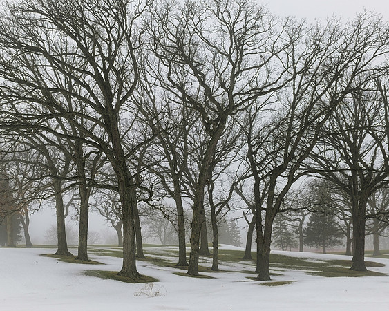 Bare trees