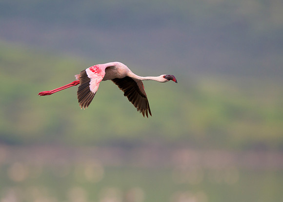 Flamingo in Flight