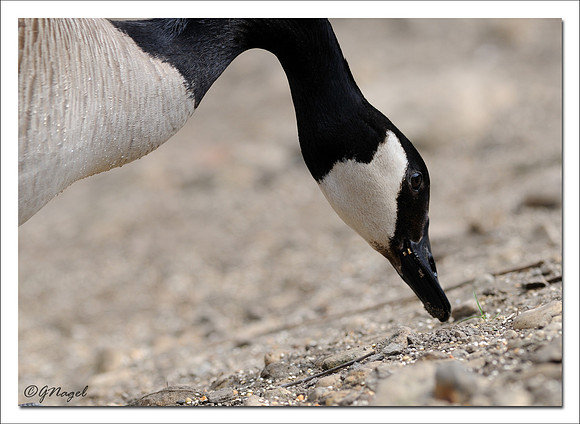 Canada goose