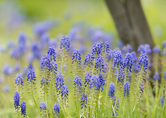 Blue Hill Sage