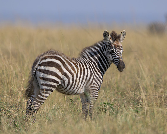 Baby Zebra