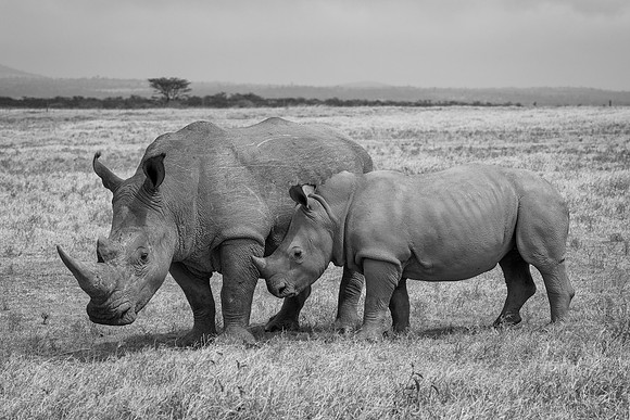 White Rhinoceroses