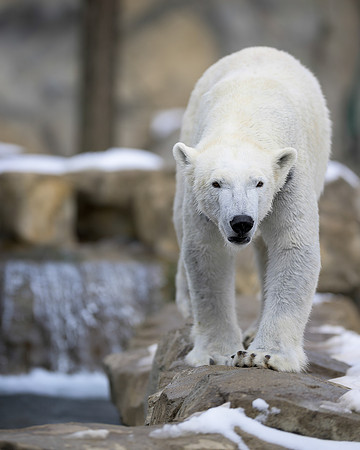 Polar bear