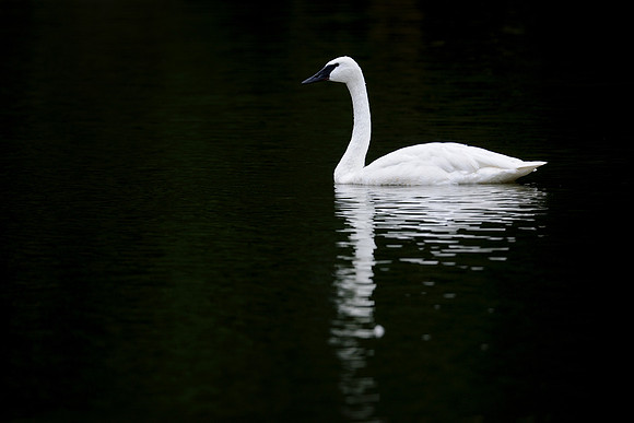 Trumpeter swan