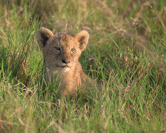 Lion Cub