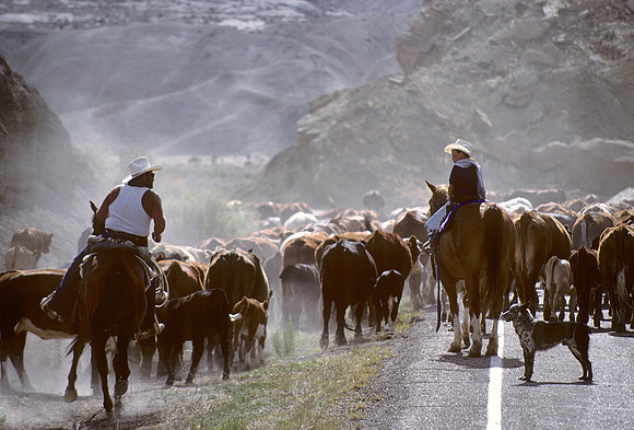 Cattle drive