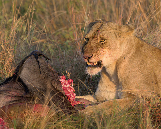 Lion with Kill