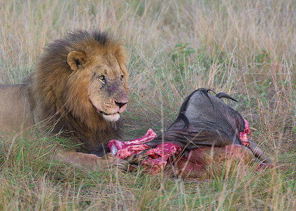 Lion with Kill