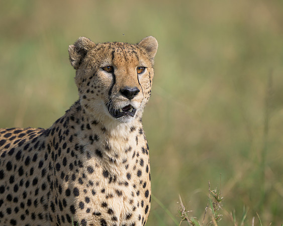 Cheetah